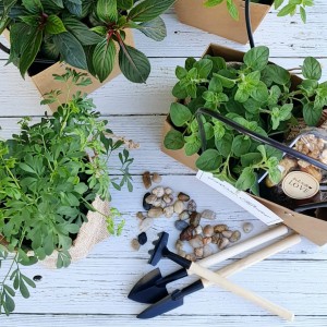 מארזים לטו בשבט